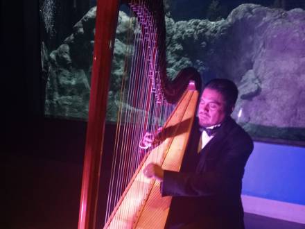 Arpa de concierto (photo 2)